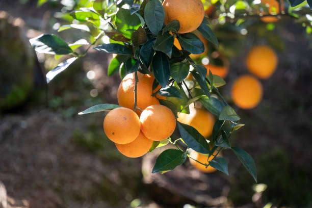 istock fresh oranges hanging in the orchard 1360899523
