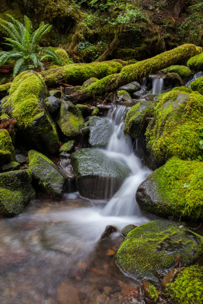 спокойный ручей в окружении пышной, зеленой, мшистой листвы в олимпийском национальном парке в штате вашингтон - moss stream rock water стоковые фото и изображения