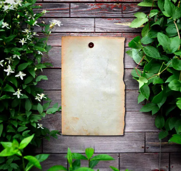 Empty Old Paper on Wooden Wall with Green Leaves
