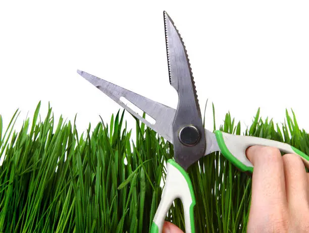 Shears on the Grass Isolated on the White Background