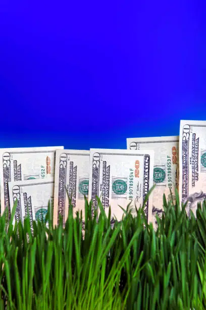 American currency on the Fresh Grass and Blue Background