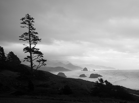 Black and white photo of a pine tree with the Oregon Coast and sea stacks under cloudy skies.
