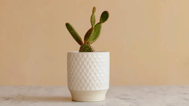 Photo of Red Bunny ears cactus in a white pot