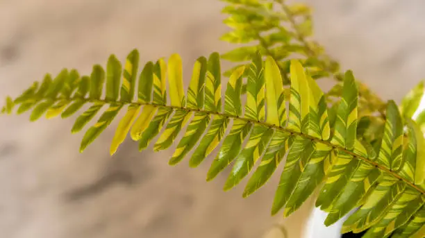 Photo of Variegated boston tiger fern plant with selective focus and blur background