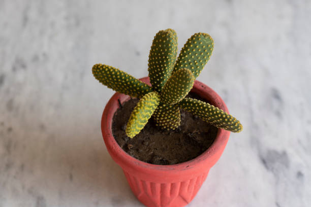 messa a fuoco selettiva del cactus dell'orecchio del coniglio e sfondo sfocato - prickly pear pad foto e immagini stock