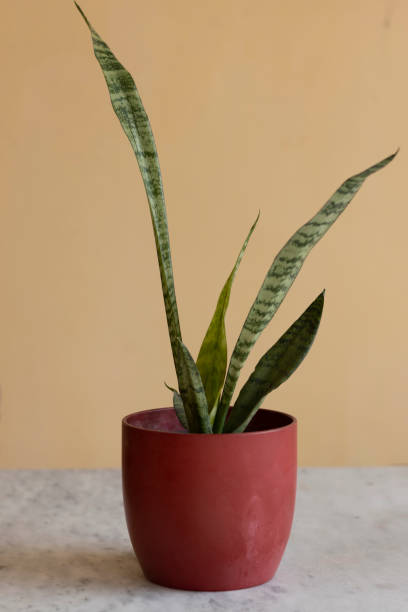 istock snake plant potted in ceramic planter 1360908483