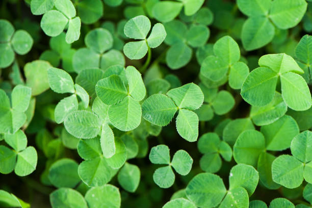 istock green clover leaves nature background 1360910942