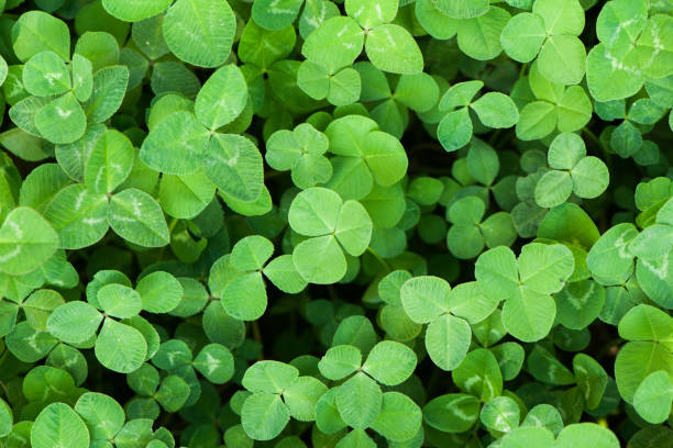 istock green clover leaves nature background 1360910944