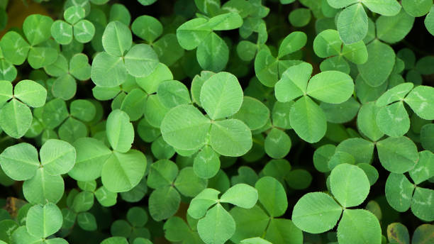 istock green clover leaves nature background 1360910945