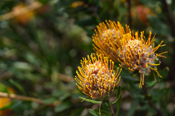 istock Pincushion Protea Plant 1360915793