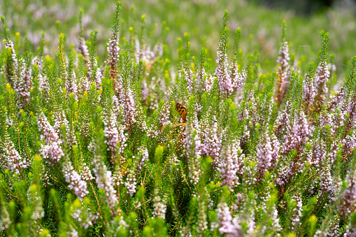 Erica vagans or wandering heath or cornish heath plants