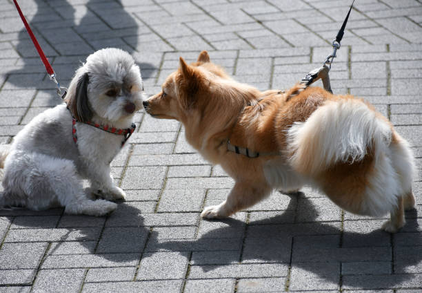 istock Dogs are making friends 1360916674