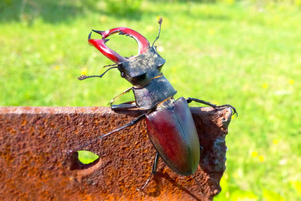 Beetle deer close-up blurred background, sunny day, large insect on rusty iron stock photo