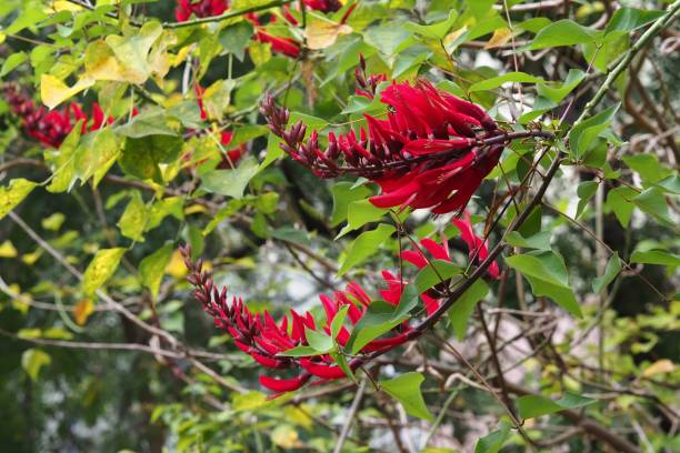 istock Erythrina corallodendron in park 1360920851