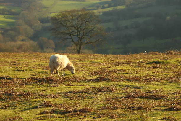 istock Herefordshire hills and valleys basking in the winter sun 1360922039