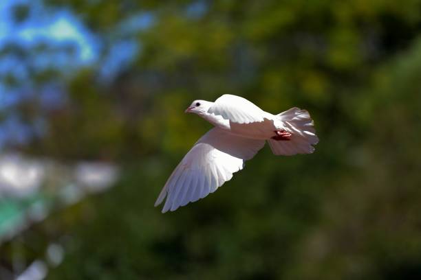 istock Flying pigeon in the woods 1360923618