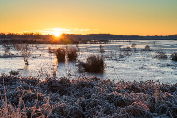 amanecer de invierno - frozen cold lake reed fotografías e imágenes de stock