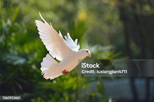 istock Flying pigeon in the woods 1360923661