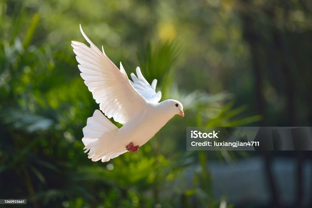 Flying pigeon in the woods A white pigeon spread their wings in the woods. Dove - Bird Stock Photo