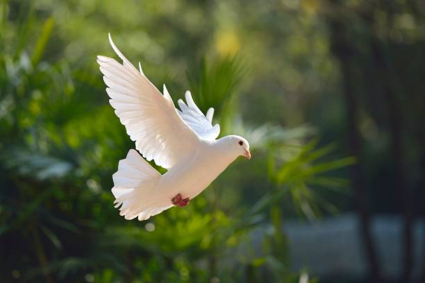 Flying pigeon in the woods A white pigeon spread their wings in the woods. pigeon photos stock pictures, royalty-free photos & images