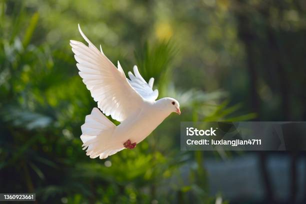 Flying Pigeon In The Woods Stock Photo - Download Image Now - Dove - Bird, Pigeon, White Color