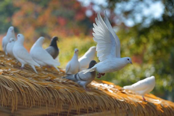 A white pigeon spread their wings in the woods.