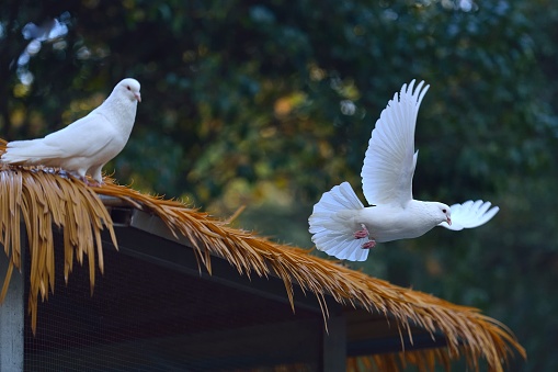 750+ White Pigeon Pictures | Download Free Images on Unsplash