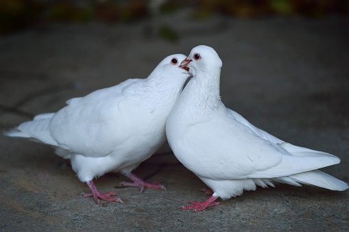 These are two pigeons in love,\nPigeons also seem to have human emotions.