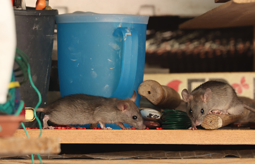 ratón de país pequeño topillo de campo roedor en busca de alimento photo