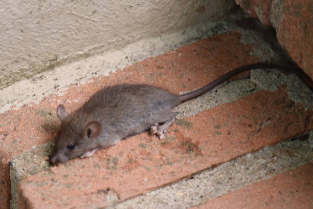 istock small vole rodent lying on a step small vole rodent lying on a step 1360924743