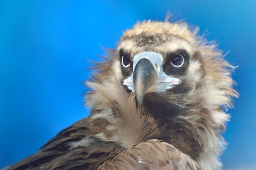 Himalayan griffon（Alpine vultures） is a large raptor with a total length of about 120 cm. It is the second-class protected animal in China.  \nThey mostly live in high mountains, alpine meadows, grasslands, gobi and river valleys at an altitude of 2500-5500 meters. They can fly over Mount Everest and are one of the highest flying birds in the world.