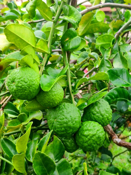 istock Kaffir Lime on tree with in garden nature background 1360925811