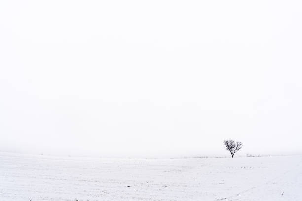 Minimalist snowy landscape with copy space. Horizontal photo.