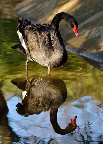 This is the daily life of the black swan in the zoo lake.
