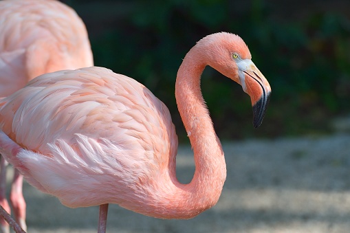 Flamingos have long, thin necks that are very flexible and can perform a variety of difficult movements.