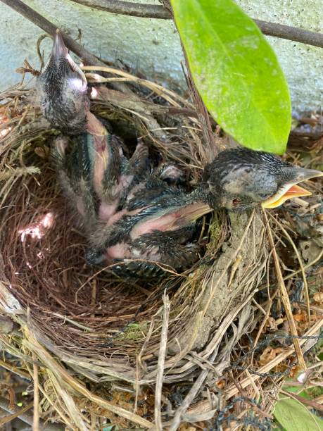 istock young Common Blackbird, Turdus merula. 1360928947