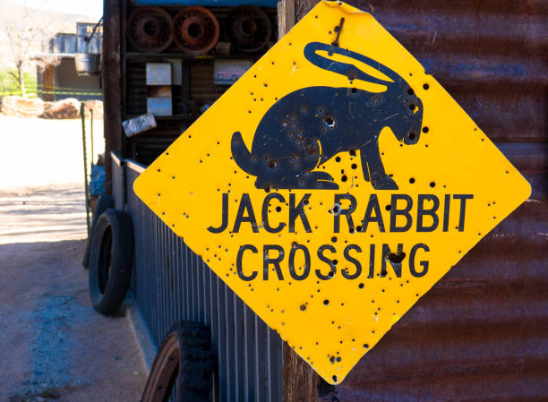 istock Yellow rabbit warning sign with bullet holes 1360929986