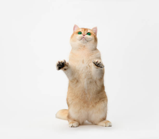istock Playful Golden British cat 1360930823