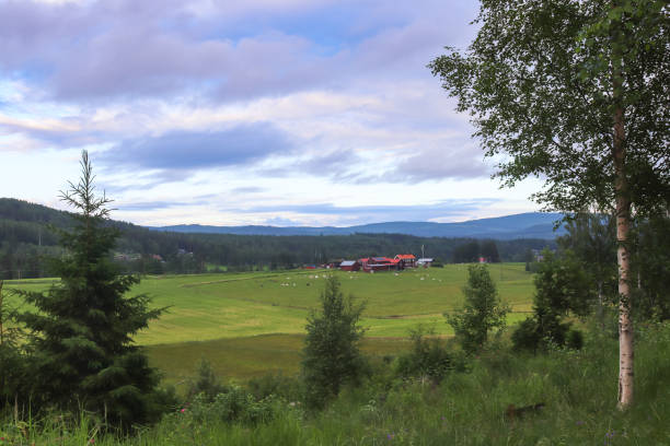 istock Summer evening landscape in Swedish countryside 1360931104