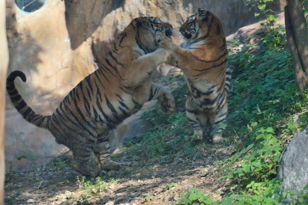 istock Two frolicking tigers 1360932977