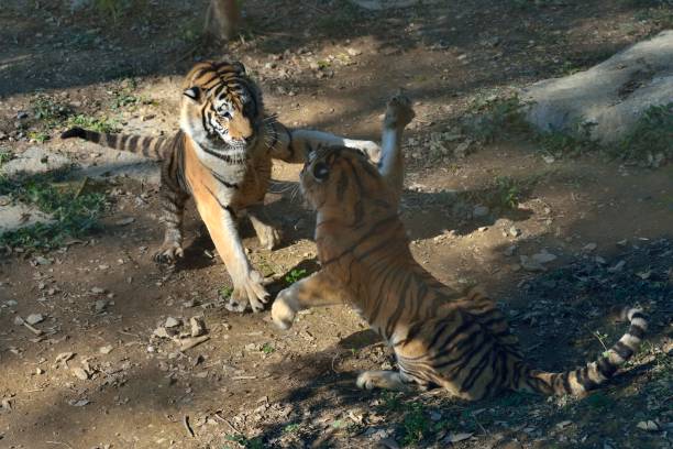 istock Two frolicking tigers 1360932990