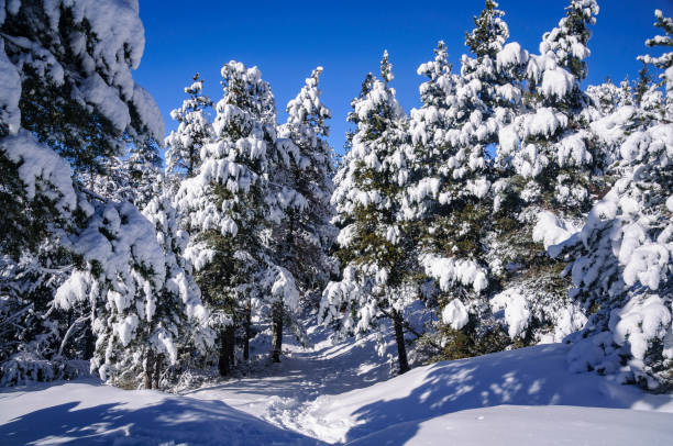 Snowy forests on the path between Estana and Prat de Cadí, in the Serra de Cadí range (Cerdanya, Catalonia, Spain, Pyrenees) stock photo