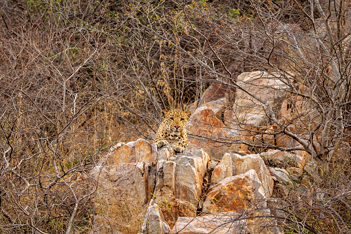 indian wild male leopard or panther resting on rock Aravalli Range hills at outdoor jungle safari at forest of rajasthan india - panthera pardus fusca