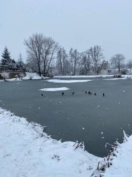 istock Ducks skid landing on frozen lake 1360938361