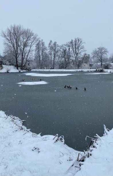 istock Ducks landing on frozen lake 1360938383