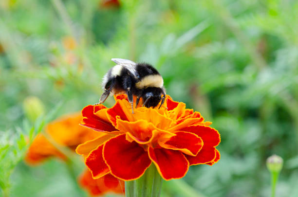 A bumblebee sits on a flower and collects pollen. Natural pollination of flowers. A bumblebee sits on a flower and collects pollen. Natural pollination of flowers bee costume stock pictures, royalty-free photos & images