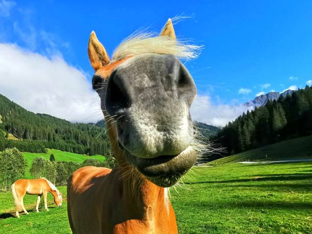 Close-up Portrait of a horse trainer and a beautiful horse.