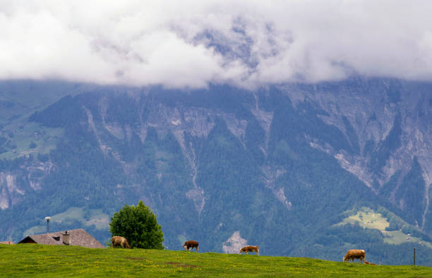 vacas em um prado alpino perto de meiringen - oberhasli - fotografias e filmes do acervo