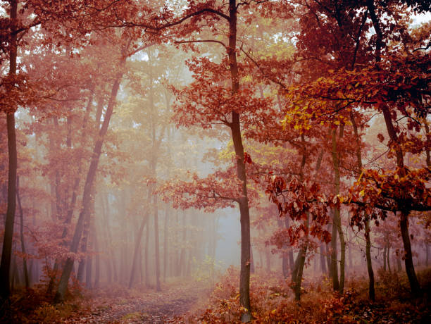 istock Mysterious foggy forest 1360942167