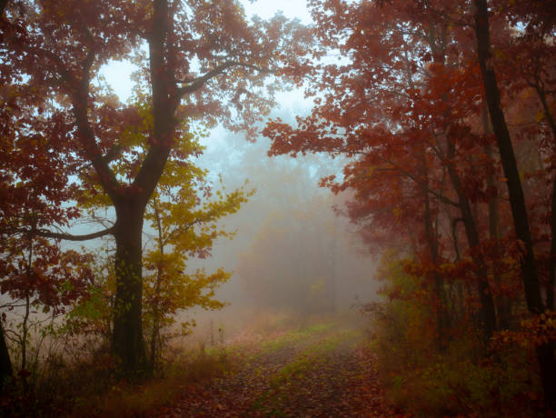 istock Mysterious foggy forest 1360942202